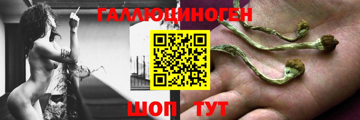 сколько стоит  Вход с VPN  Мытищи  Галлюциногенные грибы прущие грибы  Галлюциногенные грибы мицелий 